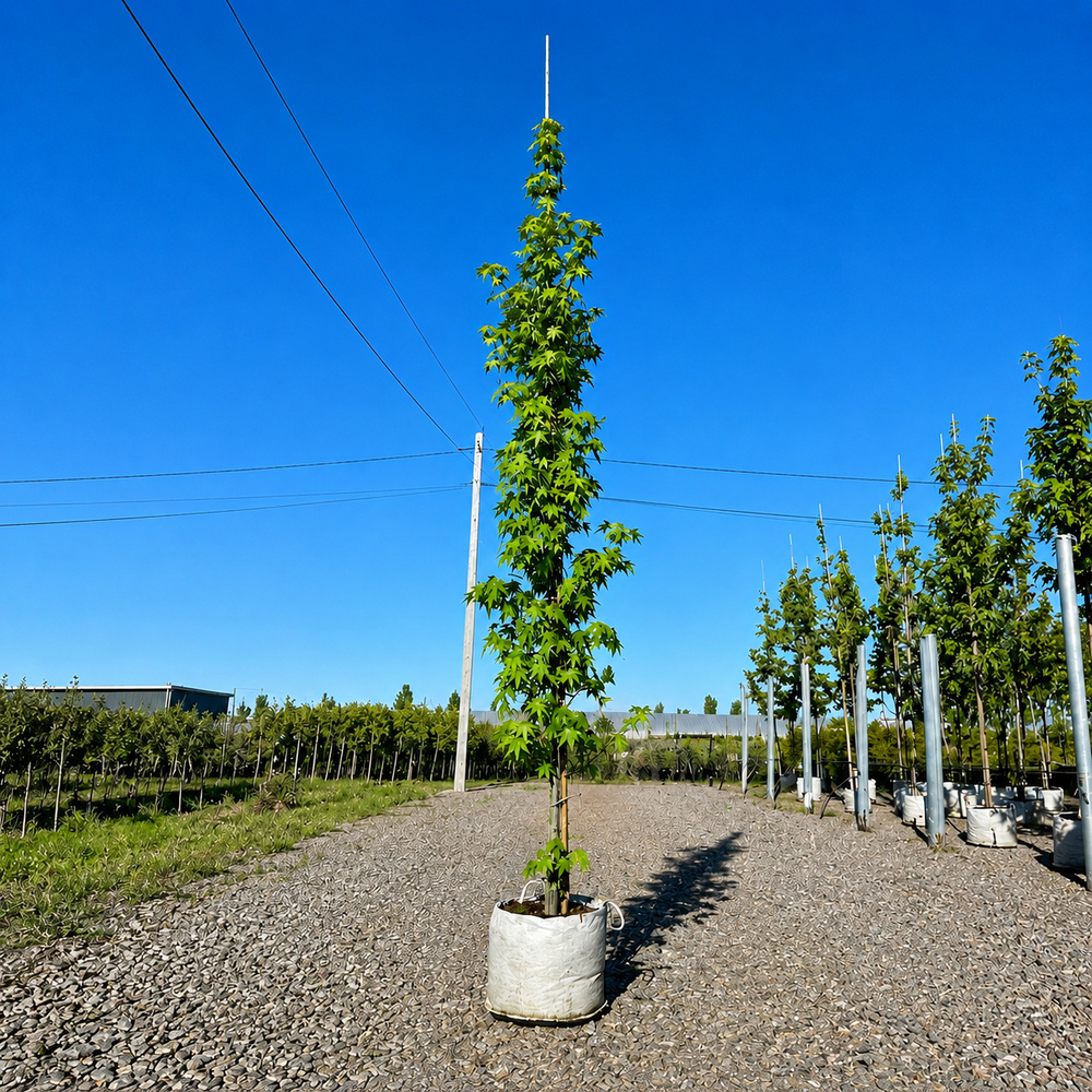 Ликвидамбар смолоносный Ворплесдон (Liquidambar styraciflua Worplesdon) 350+см, 12-14, С95