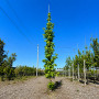 Ликвидамбар смолоносный Ворплесдон (Liquidambar styraciflua Worplesdon) 350+см, 12-14, С95
