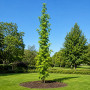 Ликвидамбар смолоносный Ворплесдон (Liquidambar styraciflua Worplesdon) 350+см, 12-14, С95