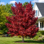 Ликвидамбар смолоносный Ворплесдон (Liquidambar styraciflua Worplesdon) 350+см, 12-14, С95