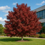 Ликвидамбар смолоносный Ворплесдон (Liquidambar styraciflua Worplesdon) 350+см, 12-14, С95