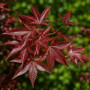 Ликвидамбар смолоносный Ворплесдон (Liquidambar styraciflua Worplesdon) 350+см, 12-14, С95