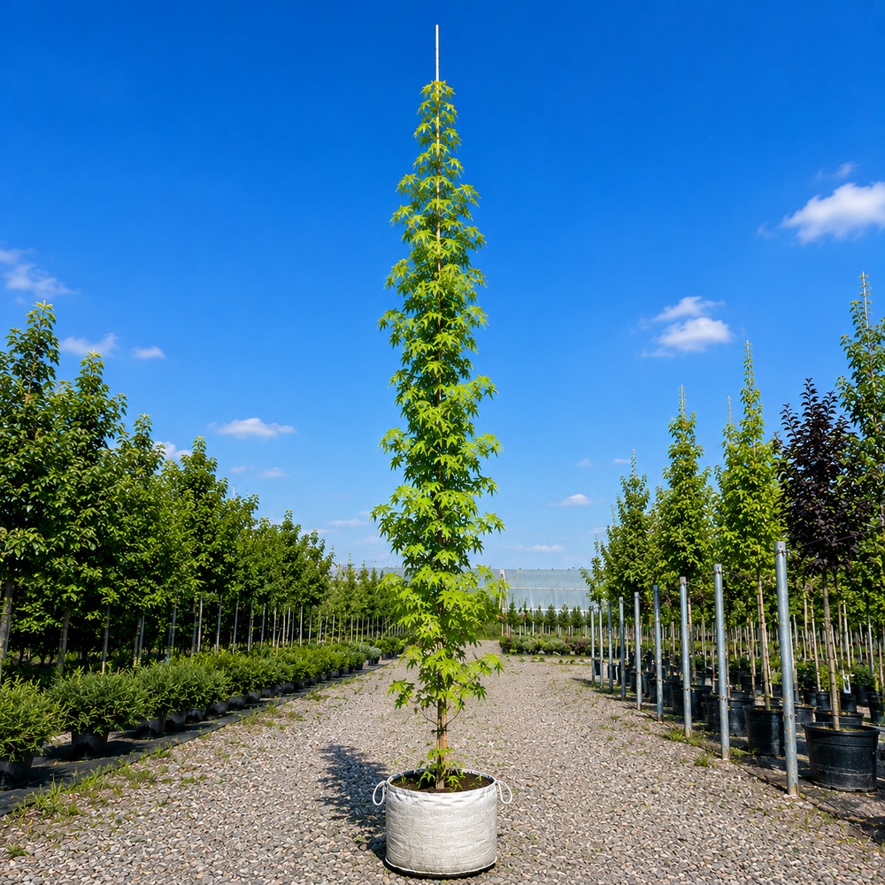 Ликвидамбар смолоносный Ворплесдон (Liquidambar styraciflua Worplesdon) 350+см, 8-10, С95