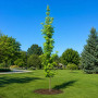 Ликвидамбар смолоносный Ворплесдон (Liquidambar styraciflua Worplesdon) 350+см, 8-10, С95