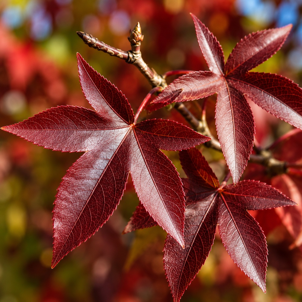 Ликвидамбар смолоносный Ворплесдон (Liquidambar styraciflua Worplesdon) 350+см, 8-10, С95