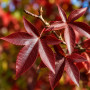 Ликвидамбар смолоносный Ворплесдон (Liquidambar styraciflua Worplesdon) 350+см, 8-10, С95
