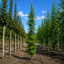 Ликвидамбар смолоносный (Liquidambar styraciflua) 350+ см, 10-12, С25