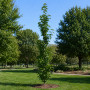 Ликвидамбар смолоносный (Liquidambar styraciflua) 350+ см, 10-12, С25