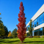 Ликвидамбар смолоносный (Liquidambar styraciflua) 350+ см, 10-12, С25