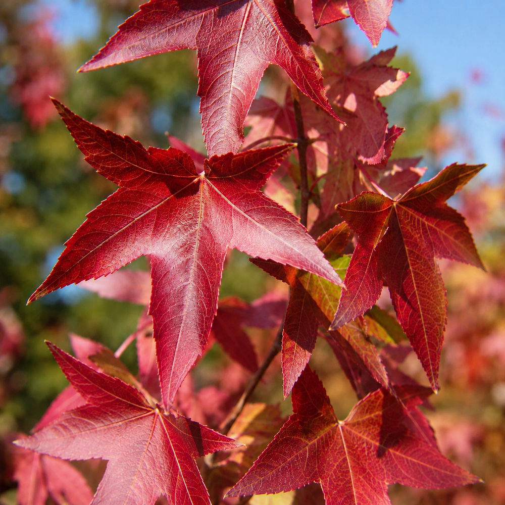 Ликвидамбар смолоносный (Liquidambar styraciflua) 350+ см, 10-12, С25