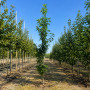 Ликвидамбар смолоносный (Liquidambar styraciflua) 350+ см, 12-14, С25