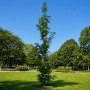 Ликвидамбар смолоносный (Liquidambar styraciflua) 350+ см, 12-14, С25