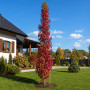 Ликвидамбар смолоносный (Liquidambar styraciflua) 350+ см, 12-14, С25