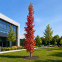 Ликвидамбар смолоносный (Liquidambar styraciflua) 350+ см, 12-14, С25