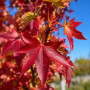 Ликвидамбар смолоносный (Liquidambar styraciflua) 350+ см, 12-14, С25