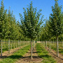 Липа мелколистная Гринспайер (Tilia cordata Greenspire) 450см+, 20-25, C79