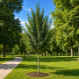 Липа мелколистная Гринспайер (Tilia cordata Greenspire) 450см+, 20-25, C79