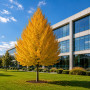 Липа мелколистная Гринспайер (Tilia cordata Greenspire) 450см+, 20-25, C79