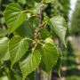 Липа мелколистная Гринспайер (Tilia cordata Greenspire) 450см+, 20-25, C79
