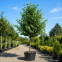 Липа мелколистная Гринспайер (Tilia cordata Greenspire) 500см+, 30-35, 4xvWRB
