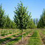 Липа мелколистная Гринспайер (Tilia cordata Greenspire) 500см+, 30-35, 4xvWRB