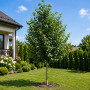 Липа мелколистная Гринспайер (Tilia cordata Greenspire) 500см+, 30-35, 4xvWRB