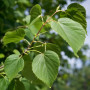 Липа мелколистная Гринспайер (Tilia cordata Greenspire) 500см+, 30-35, 4xvWRB