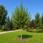 Липа крупнолистая (Tilia platyphyllos) 10-12 см, 350 см, С45