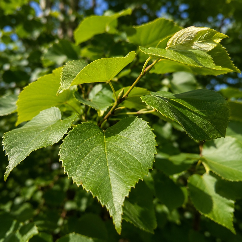 Липа крупнолистая (Tilia platyphyllos) 10-12 см, 350 см, С45