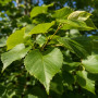 Липа крупнолистая (Tilia platyphyllos) 10-12 см, 350 см, С45