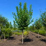 Липа крупнолистая (Tilia platyphyllos) 12-14 см, 350 см, С45