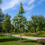 Липа крупнолистая (Tilia platyphyllos) 12-14 см, 350 см, С45