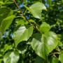 Липа крупнолистая (Tilia platyphyllos) 12-14 см, 350 см, С45