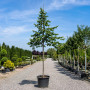 Липа крупнолистая (Tilia platyphyllos) 20-25 см, 500 см, WRB