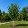 Липа крупнолистая (Tilia platyphyllos) 20-25 см, 500 см, WRB
