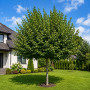 Липа крупнолистая (Tilia platyphyllos) 20-25 см, 500 см, WRB