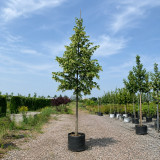 Липа крупнолиста (Tilia platyphyllos) 25-30 см, 500 см, WRB