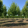Липа крупнолистая (Tilia platyphyllos) 25-30 см, 500 см, WRB