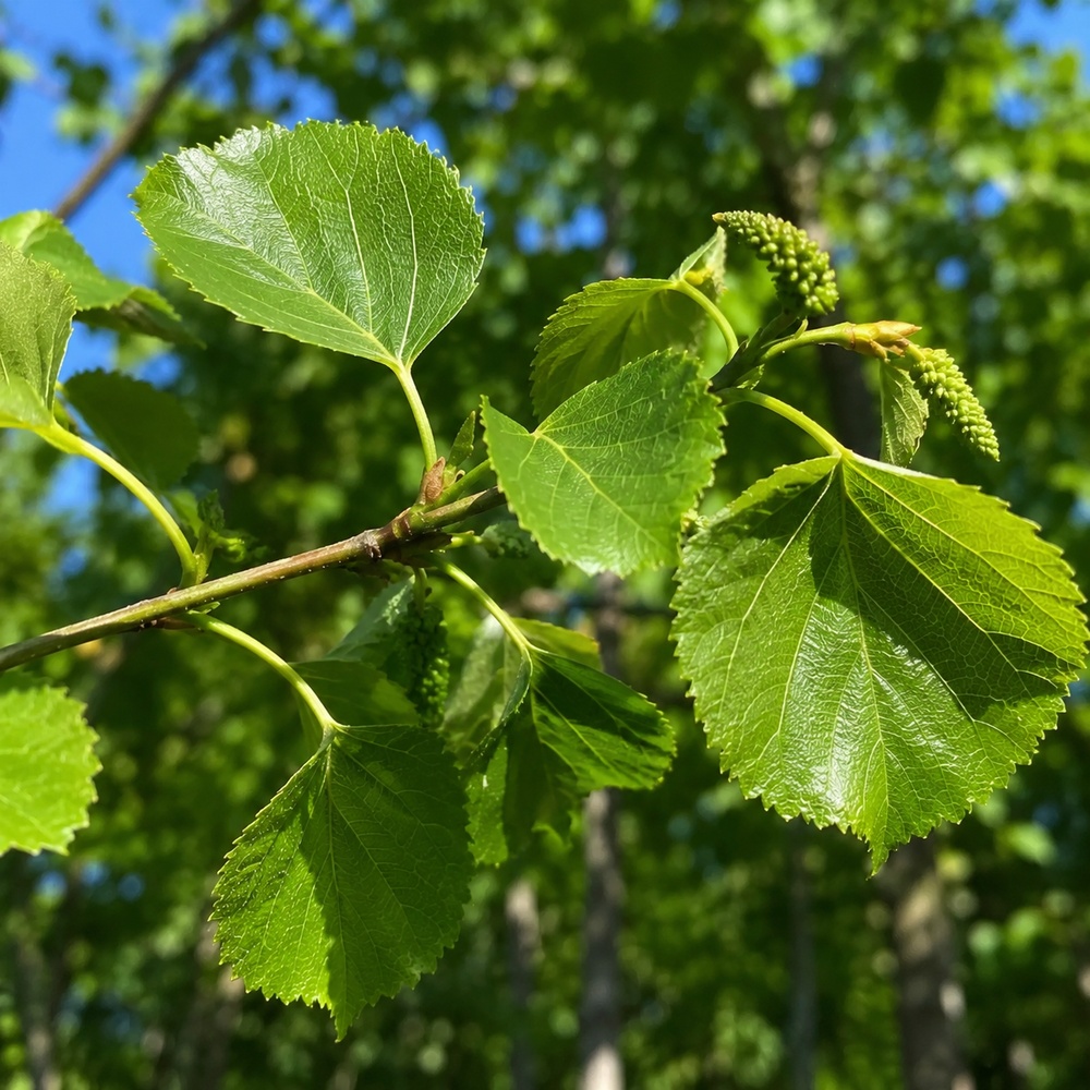 Липа крупнолистая (Tilia platyphyllos) 25-30 см, 500 см, WRB