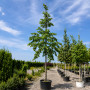 Липа крупнолистая (Tilia platyphyllos) 30-35 см, 500 см, WRB
