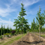 Липа крупнолистая (Tilia platyphyllos) 30-35 см, 500 см, WRB