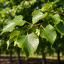 Липа крупнолистая (Tilia platyphyllos) 30-35 см, 500 см, WRB