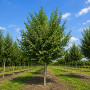 Липа крупнолистая (Tilia platyphyllos) 8-10 см, 350 см, С45