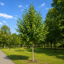 Липа крупнолистая (Tilia platyphyllos) 8-10 см, 350 см, С45
