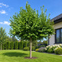 Липа крупнолистая (Tilia platyphyllos) 8-10 см, 350 см, С45