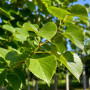 Липа крупнолистая (Tilia platyphyllos) 8-10 см, 350 см, С45