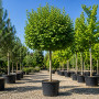 Липа европейская Паллида (Tilia europaea Pallida) 