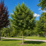 Липа европейская Паллида (Tilia europaea Pallida) 