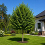Липа европейская Паллида (Tilia europaea Pallida) 