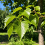 Липа европейская Паллида (Tilia europaea Pallida) 